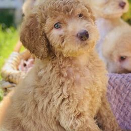 Goldendoodles from LA’s Favorite Puppies