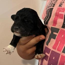 Black Girl 4 - Black female Pyredoodle puppy in Prescott, Washington from Washington Pyredoodles