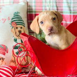 American Leopard Hound, Bluetick Coonhound, and German Shepherd Puppies from Haus Biery German Shepherds, Benchmark Blueticks & Leopard Hounds