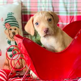 American Leopard Hound, Bluetick Coonhound, and German Shepherd Puppies from Haus Biery German Shepherds, Benchmark Blueticks & Leopard Hounds