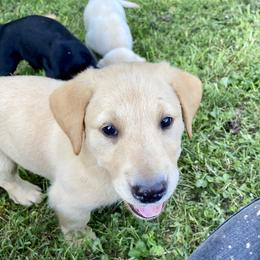 Jack Russell Terrier and Labrador Retriever Puppies from Canine Assist