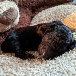 Teddy - Bernedoodle puppy in Germantown, Wisconsin from Love for Doodles, LLC / 262.720.0190