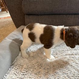 English Springer Spaniel Puppies from Timothy Naylor