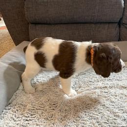 English Springer Spaniel Puppies from Timothy Naylor