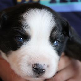 Chilli - Black tri-color female Australian Shepherd puppy in Sonoita, Arizona from Gardner Canyon Kennels