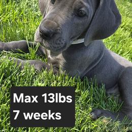 Maxine - Blue female Great Dane puppy in Bay City, Michigan from Monarch Danes