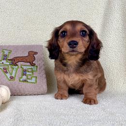 Sammy Salami - Sable female Dachshund puppy in Phelan, California from Desert Sunset Dachshunds