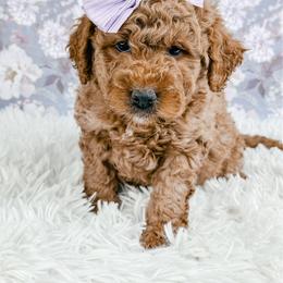 Shmi - Red female Bernedoodle puppy in Otisville, Michigan from Danie’s Darling Doodles LLC
