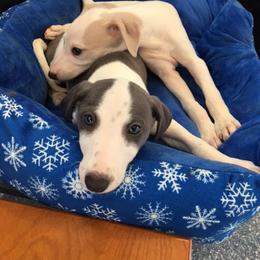 Miniature Schnauzer and Whippet Puppies from Saving Grace