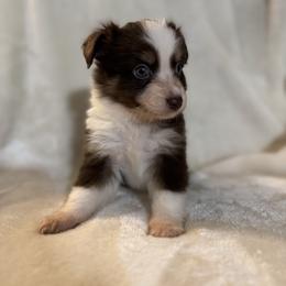Toy Australian Shepherd Puppies from 4LH Australian shepherds