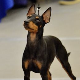 Elita-1 - Manchester Terrier