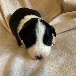 Mitzi - Black and white female Border Collie puppy in Mckinney, Texas from Border Collies of Ruidoso