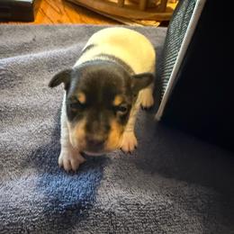 Ruby male 2 - White black and tan male Toy Fox Terrier puppy in Clermont, Florida from Debbie Hiles's Toy Fox Terriers