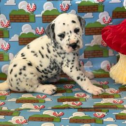Toad- NN LUA - White and black male Dalmatian puppy in Whitwell, Tennessee from Rock a Dalmatian “RockADal”