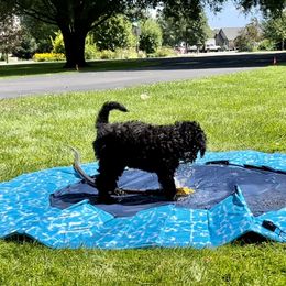 Portuguese Water Dog Puppies from Yellowstone Porties
