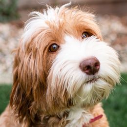 HARLEY - Australian Labradoodle