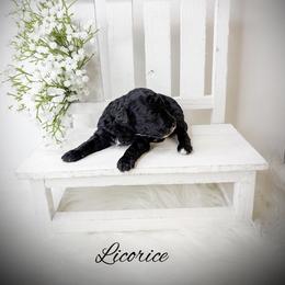 Licorice - Black male Poodle puppy in from Pink Poodles and Doodles