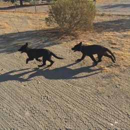 Belgian Malinois and German Shepherd Puppies from War Cry German Shepherds