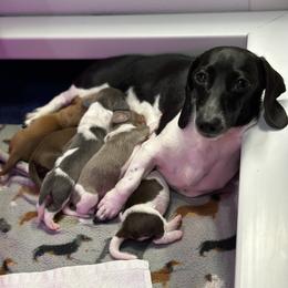 Dachshund Puppies from JnA Dachshunds