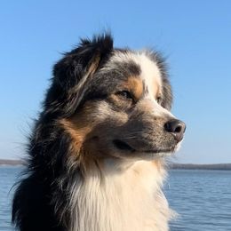 Stark - Miniature Australian Shepherd