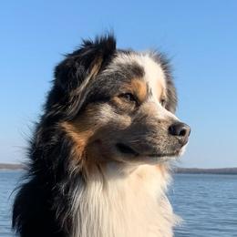 Stark - Miniature Australian Shepherd