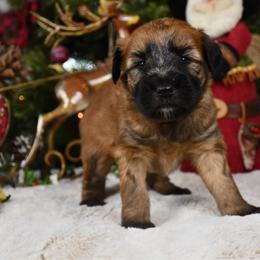 Ginny - Wheaten female Soft Coated Wheaten Terrier puppy in Kirksville, Missouri from BellSharps Australian Shepherds