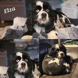 English Cocker Spaniel puppies from Robbin's Treasures