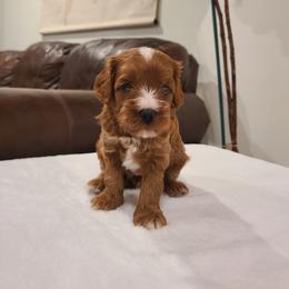 Cooper - Apricot male Cavapoo puppy in Atmore, Alabama from Gulf Coast Puppies