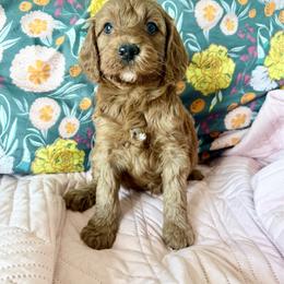 Puppy 3 - Apricot female Irish Doodle puppy in Bloomfield, Iowa from Schooley Doodles
