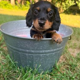 Shell - Black and tan female Dachshund puppy in Crossville, Tennessee from Golden Mini Farm