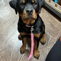 Rottweiler Puppies from Von Haus Roman Rottweilers