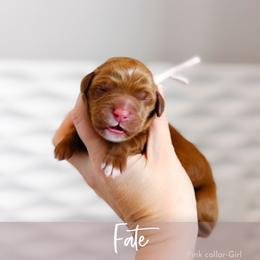 Fate - Red  female Goldendoodle puppy in Mahomet, Illinois from Jordan Family Doodles