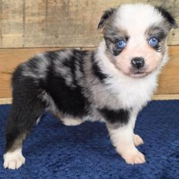 Coral - Blue merle female Miniature Australian Shepherd puppy in Citra, Florida from Southpaw Herders LLC