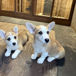 Lincoln - Sable male Pembroke Welsh Corgi puppy in Jenkinsburg, Georgia from Red Elephant Farms