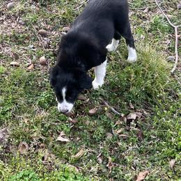 Border Collie Puppies from Roaring River Border Collies