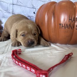 Red - Yellow male Labrador Retriever puppy in Newton Grove, North Carolina from Wayalife Labradors & Gsp’s