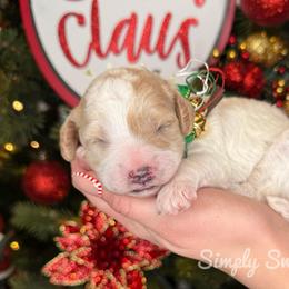 Comet - Purple Collar - Blenheim male Cavapoo puppy in South Jordan, Utah from Simply Sweet Paws. LLC