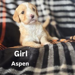 Aspen - Apricot female Goldendoodle puppy in Morriston, Florida from Florida's Joyful Goldendoodles