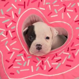 Fudge - White male American Bulldog puppy in Three Rivers, Michigan from Jemms Kennels