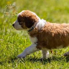 Bernedoodle, Saint Berdoodle, and Sheepadoodle Puppies from Yankee Doodle Puppies