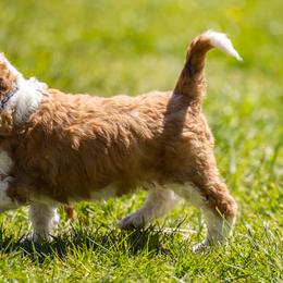 Bernedoodle, Saint Berdoodle, and Sheepadoodle Puppies from Yankee Doodle Puppies