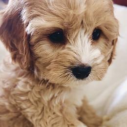 Cavalier King Charles Spaniel and Cavapoo Puppies from God Speed Paws