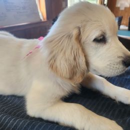 Golden Retriever Puppies from Seascape Golden Retrievers