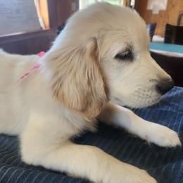 Golden Retriever Puppies from Seascape Golden Retrievers