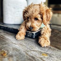 Goldendoodle Puppies from Highland Grove Doodles, LLC