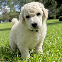 (Denver) Green Collar Male - White male Poodle puppy in Screven, Georgia from Dreamland Standard Poodles