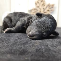 Buzz - Black male Poodle puppy in Doerun, Georgia from Twig & Tail Puppies