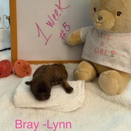 Bray-Lynn - Liver female Shih Tzu puppy in Machesney Park, Illinois from Maizy Mae's Moose Nuggets
