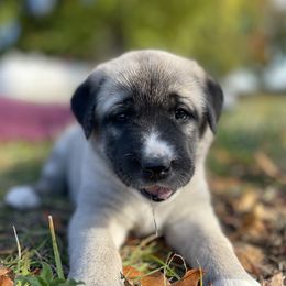 Coral Girl - Fawn female Anatolian Shepherd Dog puppy in Kalispell, Montana from Wild Rooster Family Farm (AKC Anatolians OFA Hips Tested)