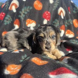 Dachshund Puppies from Kasondra Iversen